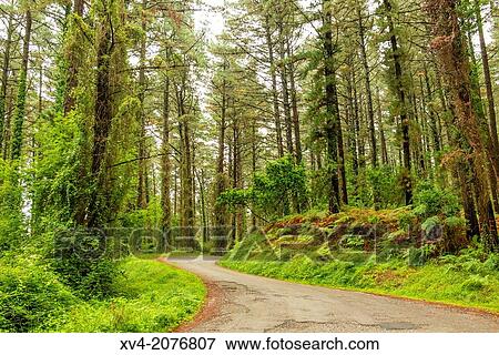 Forest detail in Machichako area in Bermeo, Biscay, Basque Country, Spain. View Large Photo Image Stock Photo - Forest detail in Machichako area in Bermeo, Biscay, Basque Country, Spain.. Fotosearch