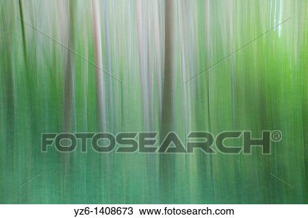 Stock Image - Forest Eifel NP, North-Rhine Westphalia, Germany. Fotosearch