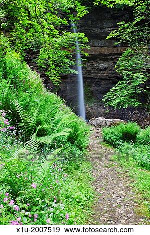 Forest Ferns and Flowers by the Path at Hardraw Force in Wensleydale Yorkshire Dales England. View Large Photo Image Stock Photo - Forest Ferns and Flowers by the Path at Hardraw Force in Wensleydale Yorkshire Dales England.. Fotosearch