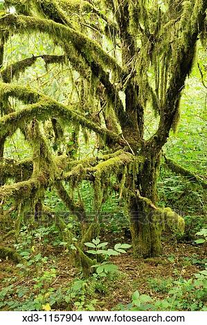 Picture - forest floor and trees with moss hanging from branches, Minnekhada Regional Park, Coquitlam, British Columbia, Canada. Fotosearch