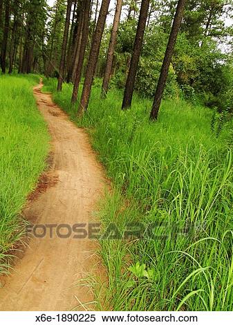 Stock Photography - Forest footpath, Ndola, Zambia. Fotosearch