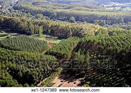 Stock Photo - Forest, forestry, Hostalric, Catalonia, Spain.. Fotosearch