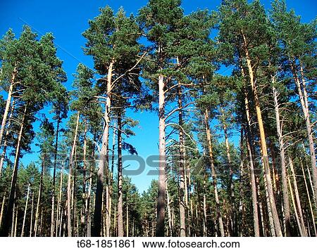 Stock Image - Forest, French Pyrenees.. Fotosearch