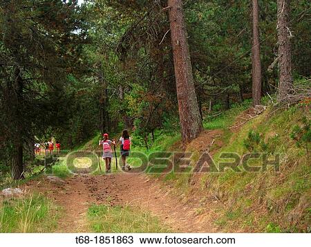 Forest, French Pyrenees. View Large Photo Image Stock Image - Forest, French Pyrenees.. Fotosearch