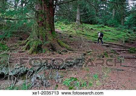 Stock Image - Forest, Glencoe, Highland, Scotland. Fotosearch