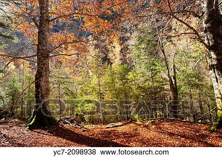 forest in autumn. View Large Photo Image Stock Photo - forest in autumn.. Fotosearch