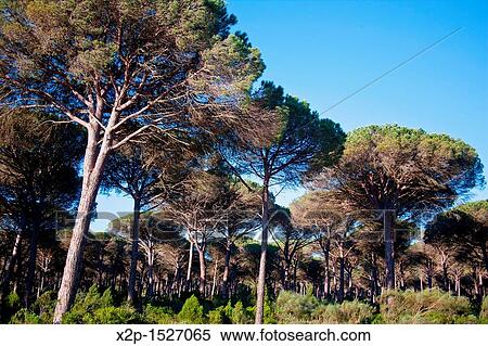 Stock Photography - Forest in Cadiz, Spain.. Fotosearch