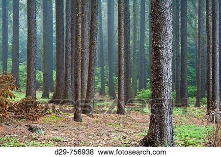 Stock Photo - Forest in frog. Fotosearch
