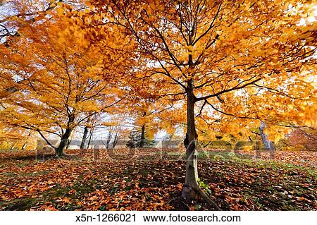 Forest in Innsbruck, Austria View Large Photo Image Stock Image - Forest in Innsbruck, Austria. Fotosearch