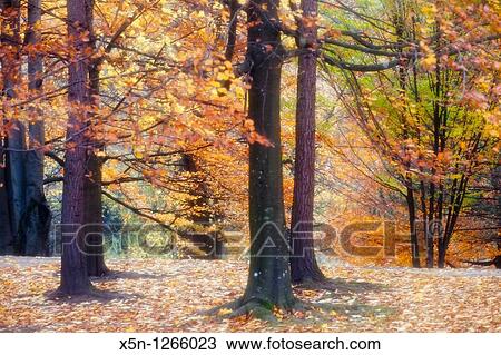 Forest in Innsbruck, Austria View Large Photo Image Stock Image - Forest in Innsbruck, Austria. Fotosearch