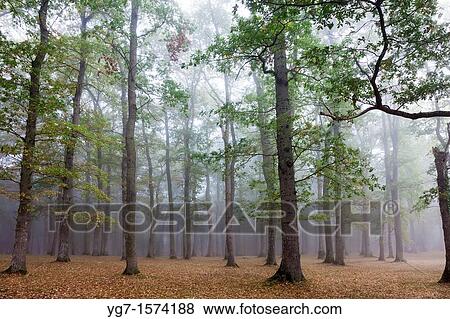 Forest in Legutiano, Alava, Spain View Large Photo Image Stock Photo - Forest in Legutiano, Alava, Spain. Fotosearch