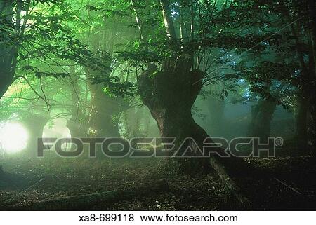 Forest in mist. Galicia, Spain View Large Photo Image Stock Photo - Forest in mist. Galicia, Spain. Fotosearch