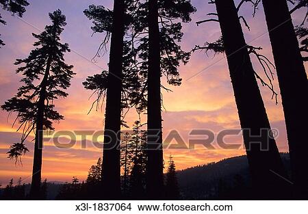 Forest in Tahoe lake Sierra Nevada California United States View Large Photo Image Picture - Forest in Tahoe lake Sierra Nevada California United States. Fotosearch