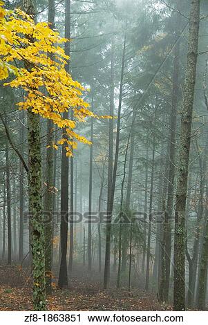 Forest in the mist-3, at Estrela Mountain Natural Park, Portugal View Large Photo Image Stock Image - Forest in the mist-3, at Estrela Mountain Natural Park, Portugal. Fotosearch