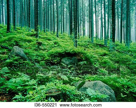 Stock Image - Forest in the Tatra mountains. Fotosearch