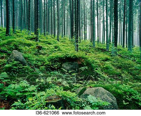 Stock Photograph - Forest in the Tatra Mountains. Fotosearch