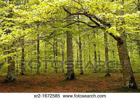 Forest in Urbasa Natural Park, Navarre, Spain. View Large Photo Image Stock Photography - Forest in Urbasa Natural Park, Navarre, Spain.. Fotosearch