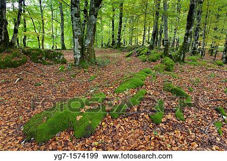 Forest in Urbasa, Navarra, Spain View Large Photo Image Stock Photo - Forest in Urbasa, Navarra, Spain. Fotosearch