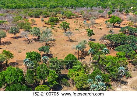 Forest in Victoria Falls or Mosi-Oa-Tunya, Zambia and Zimbabwe, Africa. View Large Photo Image Stock Photography - Forest in Victoria Falls or Mosi-Oa-Tunya, Zambia and Zimbabwe, Africa.. Fotosearch