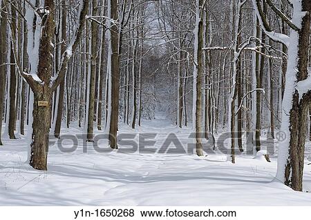 Forest in Winter, Spessart, Bavaria, Germany View Large Photo Image Stock Photo - Forest in Winter, Spessart, Bavaria, Germany. Fotosearch