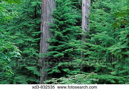 forest, Lighthouse Park, West Vancouver, British Columbia, Canada View Large Photo Image Stock Photography - forest, Lighthouse Park, West Vancouver, British Columbia, Canada. Fotosearch