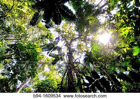 Forest, Madidi National Park in the upper Amazon river basin in Bolivia. View Large Photo Image Picture - Forest, Madidi National Park in the upper Amazon river basin in Bolivia.. Fotosearch