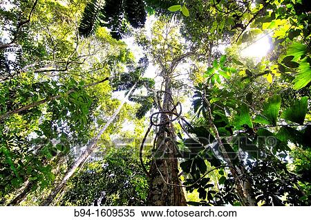 Stock Photography - Forest, Madidi National Park in the upper Amazon river basin in Bolivia.. Fotosearch