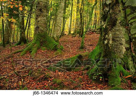 Forest Nature Park Irati. Navarra View Large Photo Image Picture - Forest Nature Park Irati. Navarra. Fotosearch