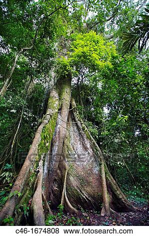 Forest near Manaus Amazonas state, the Amazon, Brazil. View Large Photo Image Stock Photo - Forest near Manaus Amazonas state, the Amazon, Brazil.. Fotosearch