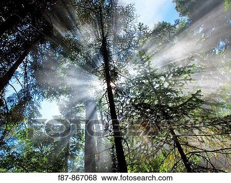 Forest near Rila Monastery, Bulgaria, Europe View Large Photo Image Stock Photo - Forest near Rila Monastery, Bulgaria, Europe. Fotosearch