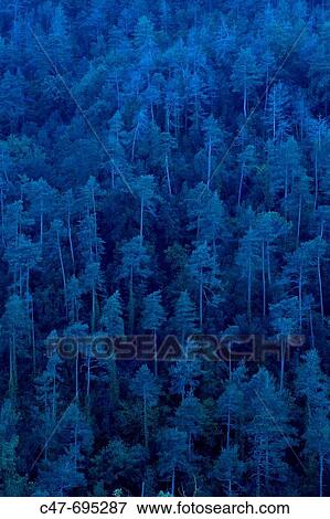 Forest, near Sant Quirze de Safaja. Barcelona province. Spain View Large Photo Image Stock Photo - Forest, near Sant Quirze de Safaja. Barcelona province. Spain. Fotosearch