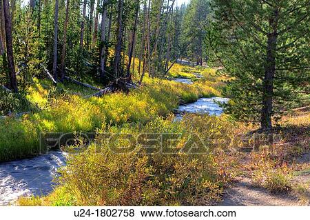 Stock Photo - Forest near Virginia Cascade, Yellowstone National Park, Wyoming, USA. Fotosearch