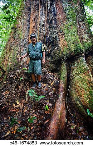 Forest, Novo Ariau area Amazonas state, the Amazon, Brazil. View Large Photo Image Stock Image - Forest, Novo Ariau area Amazonas state, the Amazon, Brazil.. Fotosearch