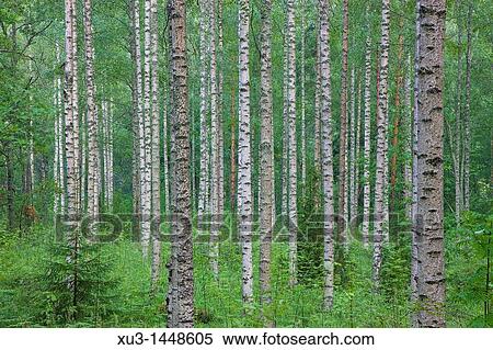 Forest of birch trees Finland Hameenlinna View Large Photo Image Stock Photography - Forest of birch trees Finland Hameenlinna. Fotosearch