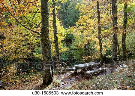Forest of chestnut-trees Castanea sativa in autumn Sierra de las Quilamas Biosphere Reserve of Sierra de B? jar and Francia, in Linares de Riofr? o Salamanca Province Castilla y Le? n Spain View Large Photo Image Stock Image - Forest of chestnut-trees Castanea sativa in autumn Sierra de las Quilamas Biosphere Reserve of Sierra de B? jar and Francia, in Linares de Riofr? o Salamanca Province Castilla y Le? n Spain. Fotosearch