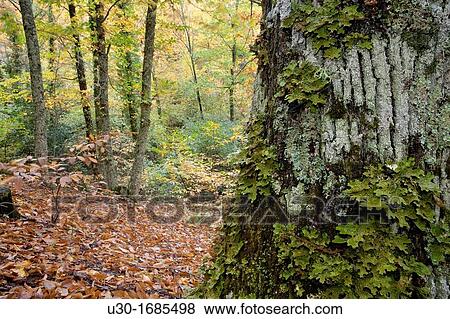 Forest of chestnut-trees Castanea sativa in autumn Sierra de las Quilamas Biosphere Reserve of Sierra de B? jar and Francia, in Linares de Riofr? o Salamanca Province Castilla y Le? n Spain View Large Photo Image Stock Photo - Forest of chestnut-trees Castanea sativa in autumn Sierra de las Quilamas Biosphere Reserve of Sierra de B? jar and Francia, in Linares de Riofr? o Salamanca Province Castilla y Le? n Spain. Fotosearch