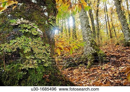 Forest of chestnut-trees Castanea sativa in autumn Sierra de las ...