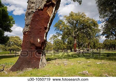 Forest of cork trees in Monfrague National Park Biosphere Reserve, CBceres province Extremadura spain View Large Photo Image Stock Photo - Forest of cork trees in Monfrague National Park Biosphere Reserve, CBceres province Extremadura spain. Fotosearch