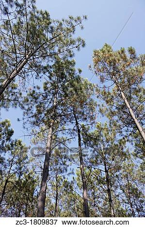 Forest of Landes, Vieille-Saint-Girons, Aquitaine, France. View Large Photo Image Stock Photo - Forest of Landes, Vieille-Saint-Girons, Aquitaine, France.. Fotosearch