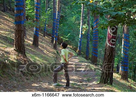 Stock Photo - Forest of Oma Oma valley, Kortezubi Busturialdea-Urdaibai County, Biscay, Basque Country, Spain, Europe. Fotosearch