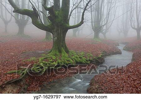 Forest of Otzarreta, Gorbea natural park, Araba, Spain View Large Photo Image Stock Photo - Forest of Otzarreta, Gorbea natural park, Araba, Spain. Fotosearch