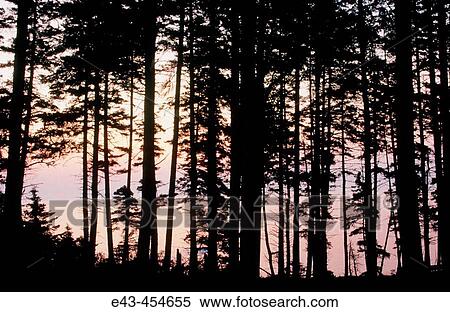 Forest of trees by an ocean against a sunrising sky, mostly pine or evergreens View Large Photo Image Stock Photography - Forest of trees by an ocean against a sunrising sky, mostly pine or evergreens. Fotosearch