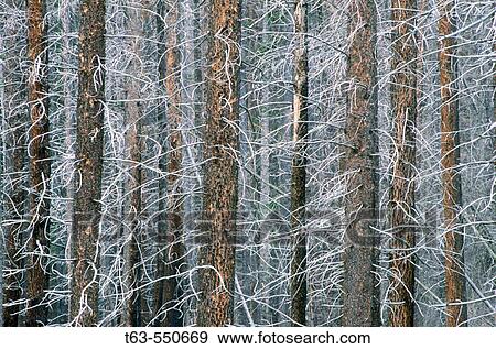 Forest of trees with no leaves View Large Photo Image Stock Photo - Forest of trees with no leaves. Fotosearch