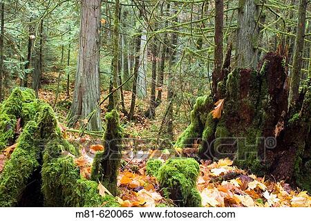 Stock Photography - Forest on Mount Newton. Saanich, British Columbia, Canada, 13 November 2006.. Fotosearch