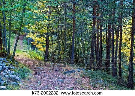 Forest. Puente Ra Path. Sierra Cebollera Natural Park. Villoslada de Cameros. Logroo Province, La Rioja. Spain. View Large Photo Image Stock Image - Forest. Puente Ra Path. Sierra Cebollera Natural Park. Villoslada de Cameros. Logroo Province, La Rioja. Spain.. Fotosearch