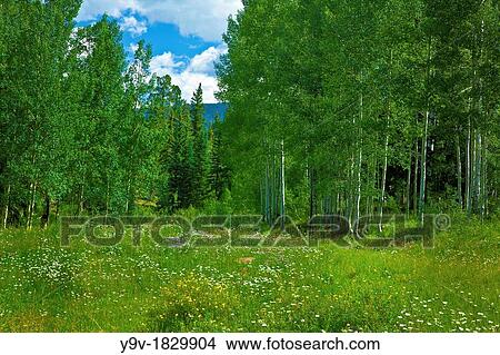 Picture - Forest Scene with Wildflowers San Juan National Forest, Colorado USA. Fotosearch