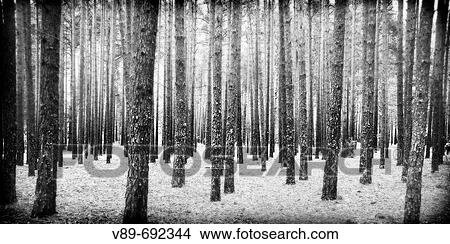 Picture - Forest. Serrania de Cuenca, Castilla-La Mancha, Spain. Fotosearch