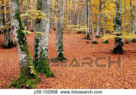 Forest, Sierra de Aralar. Navarra, Spain View Large Photo Image Stock Photo - Forest, Sierra de Aralar. Navarra, Spain. Fotosearch