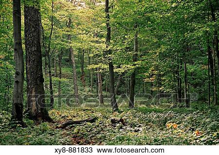 Forest View Large Photo Image Stock Image - Forest. Fotosearch