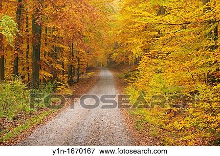 Forest track through beech forest in autumn Germany, Bavaria, Spessart, View Large Photo Image Stock Photo - Forest track through beech forest in autumn Germany, Bavaria, Spessart,. Fotosearch